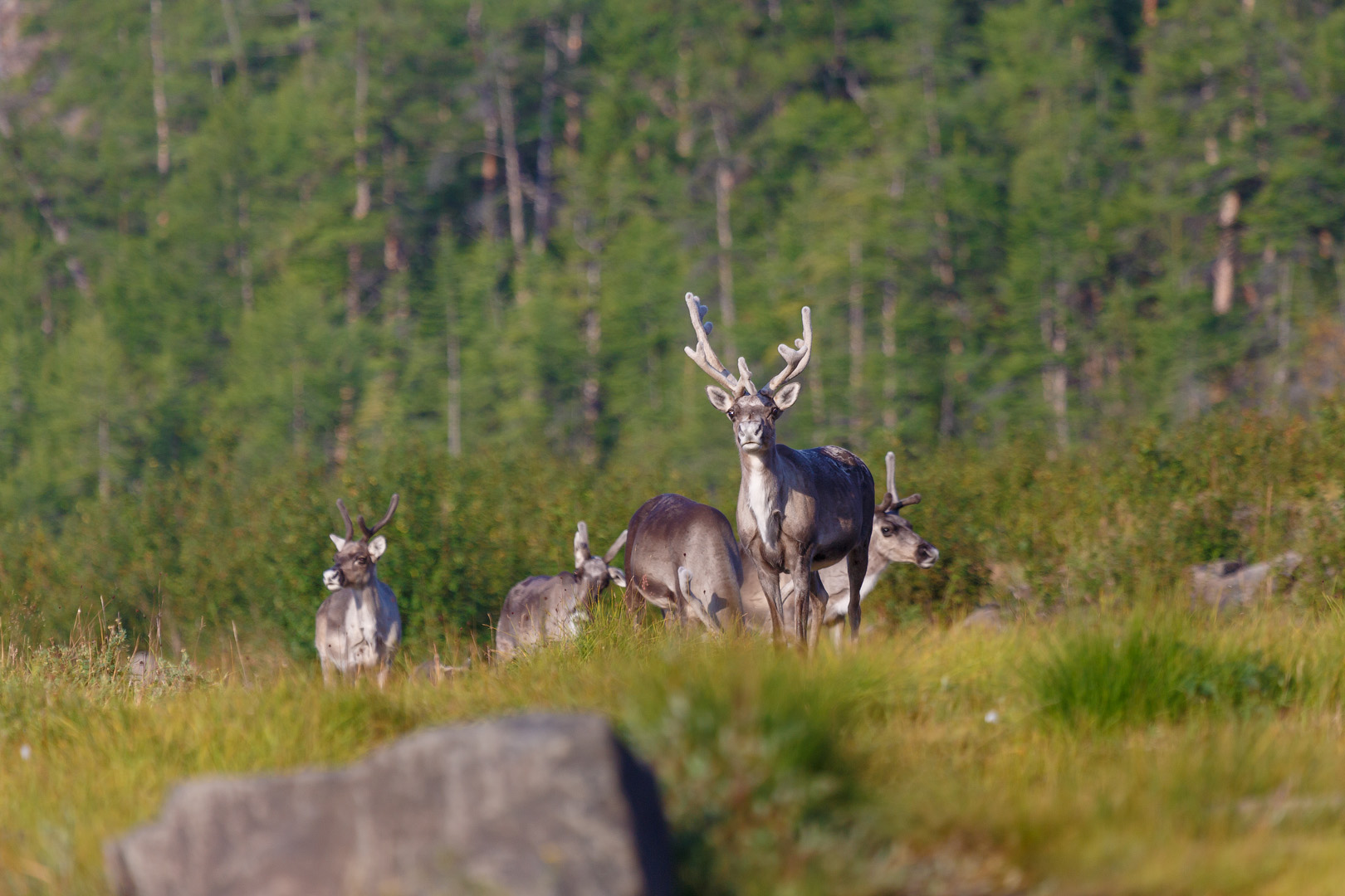 северные олени