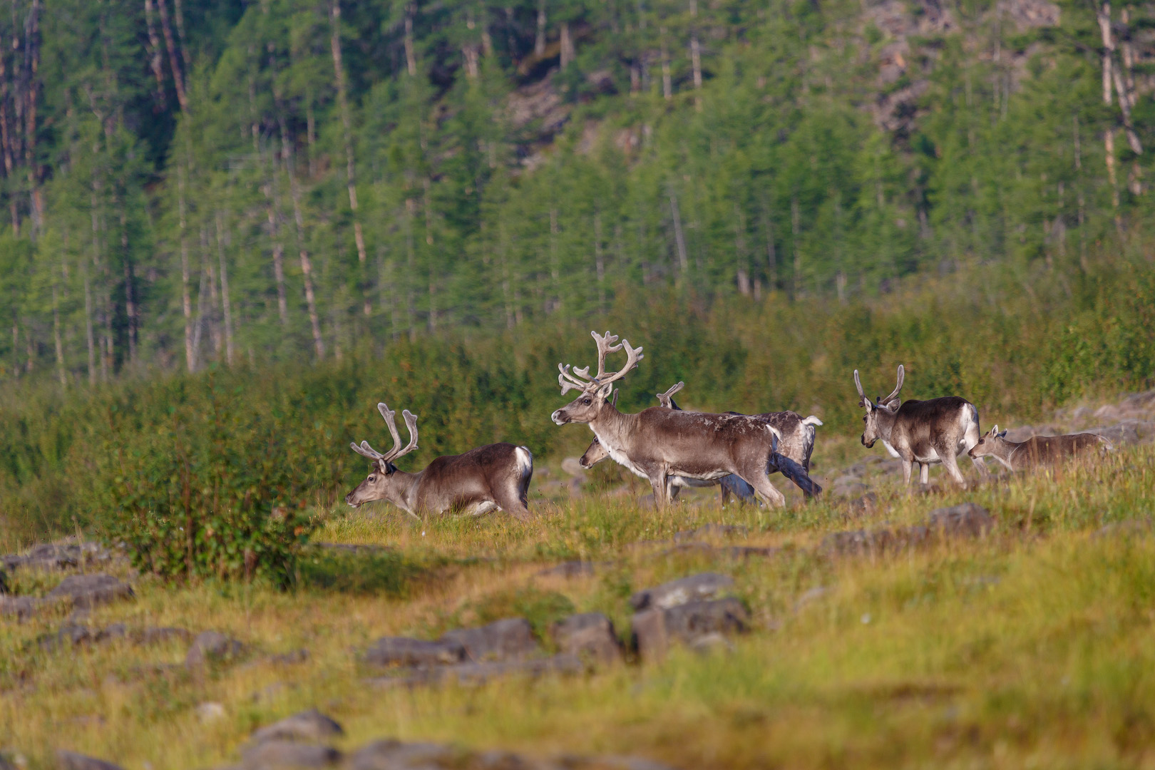 северные олени