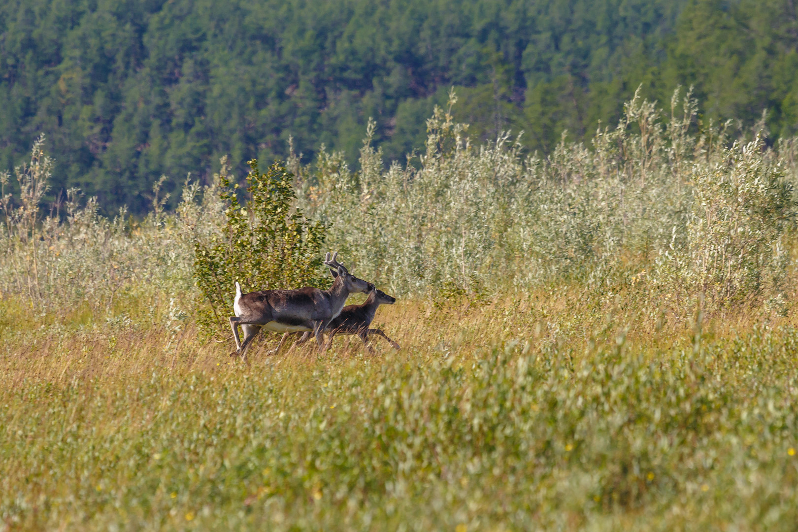 северные олени