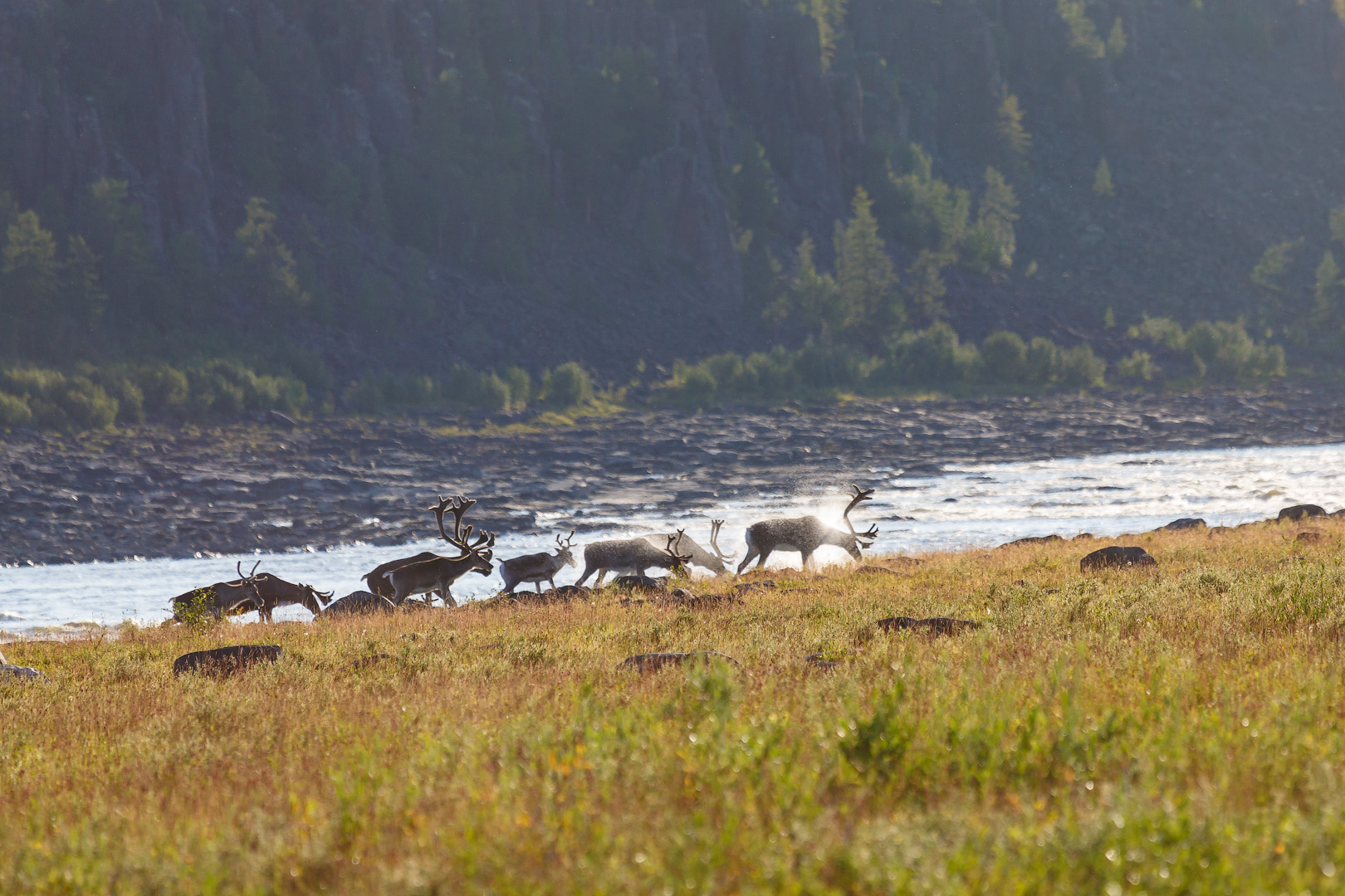 северные олени