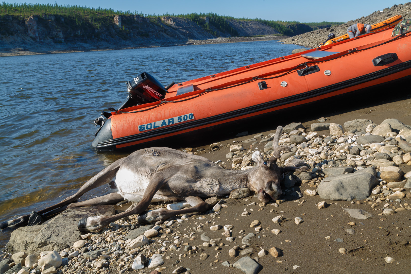 северные олени