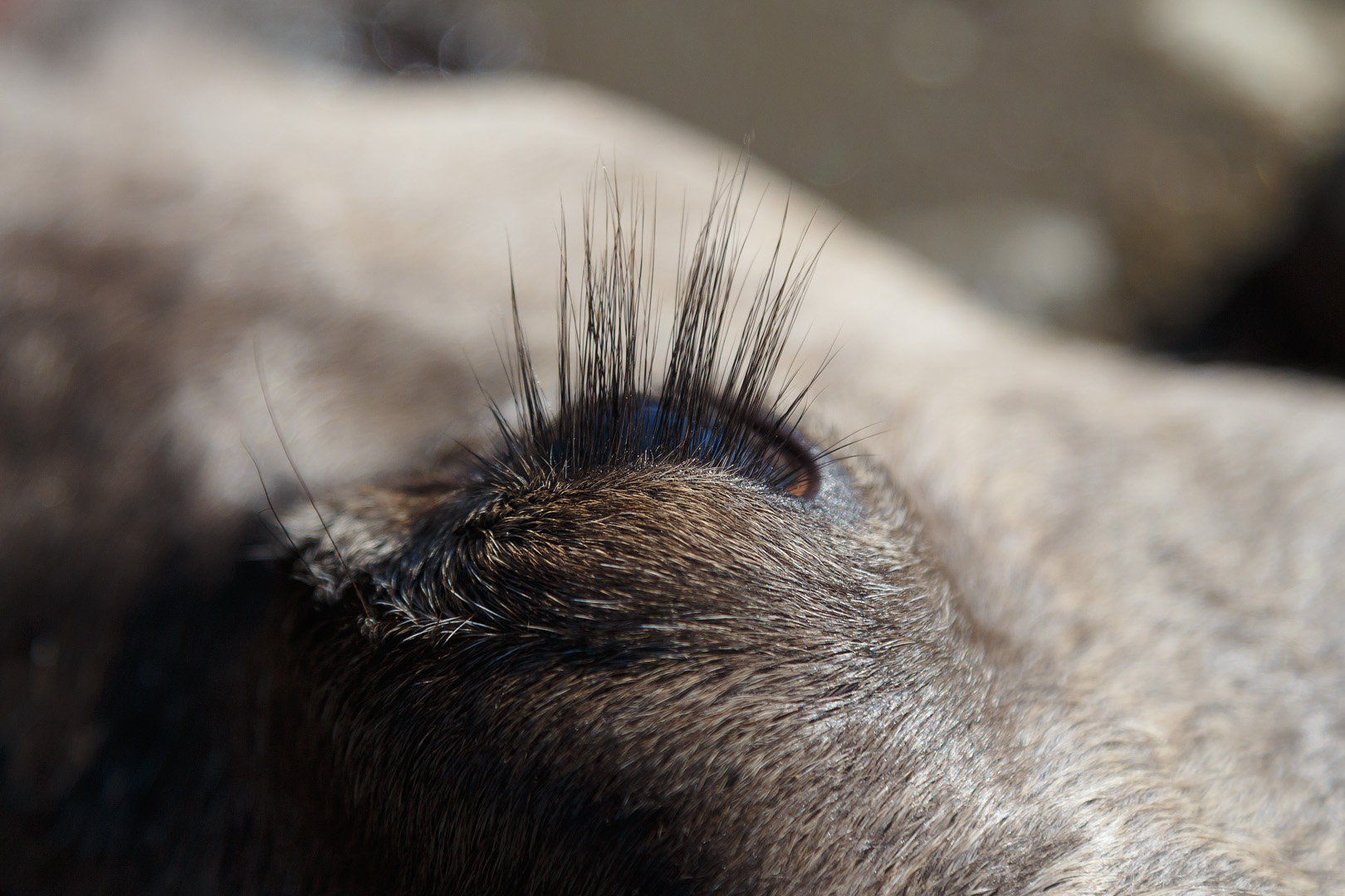 северные олени