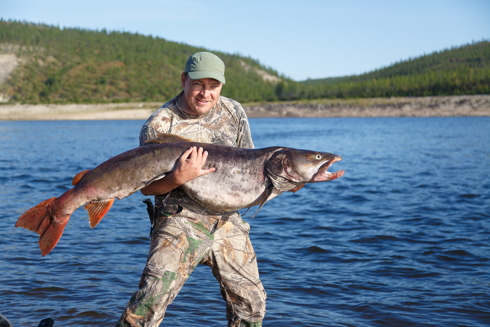 трофейный таймень