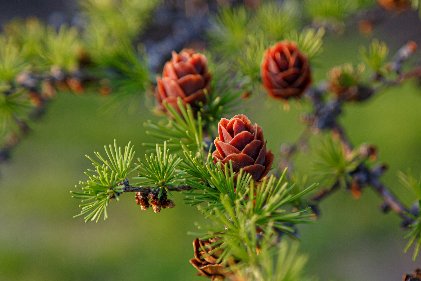 шишки лиственницы