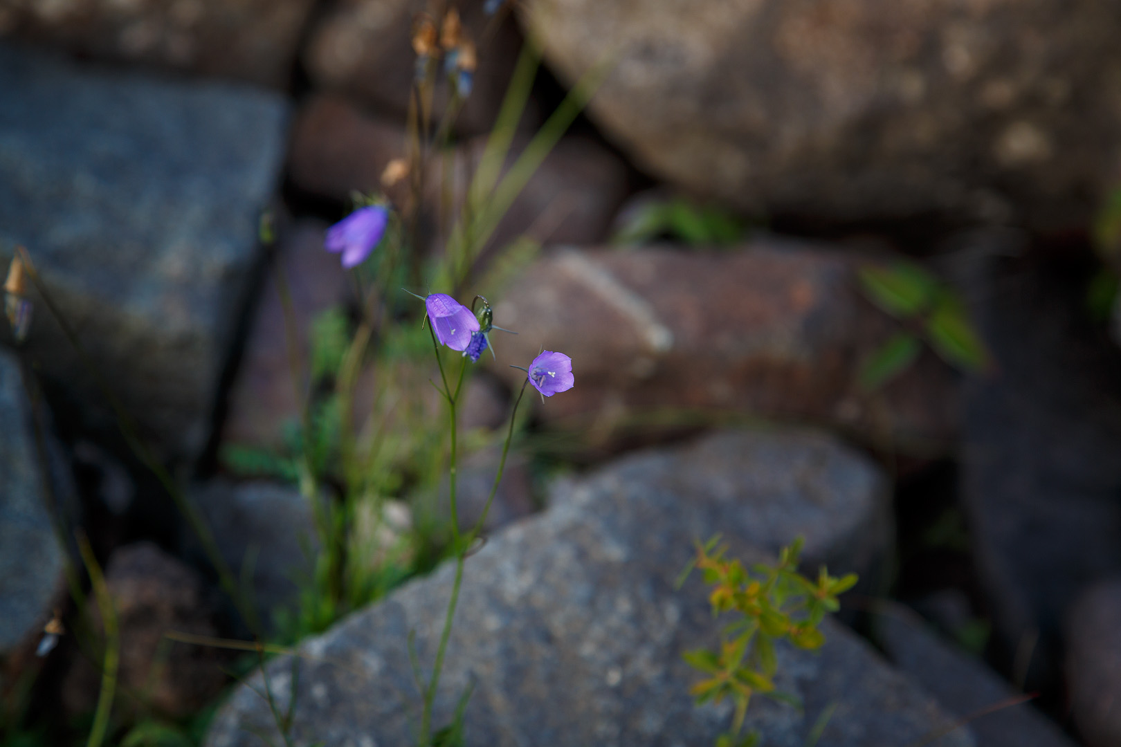 голубой колокольчик