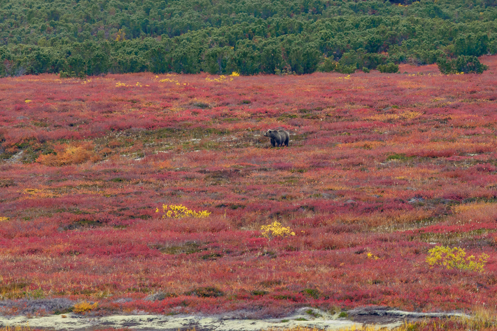кальдера Узон