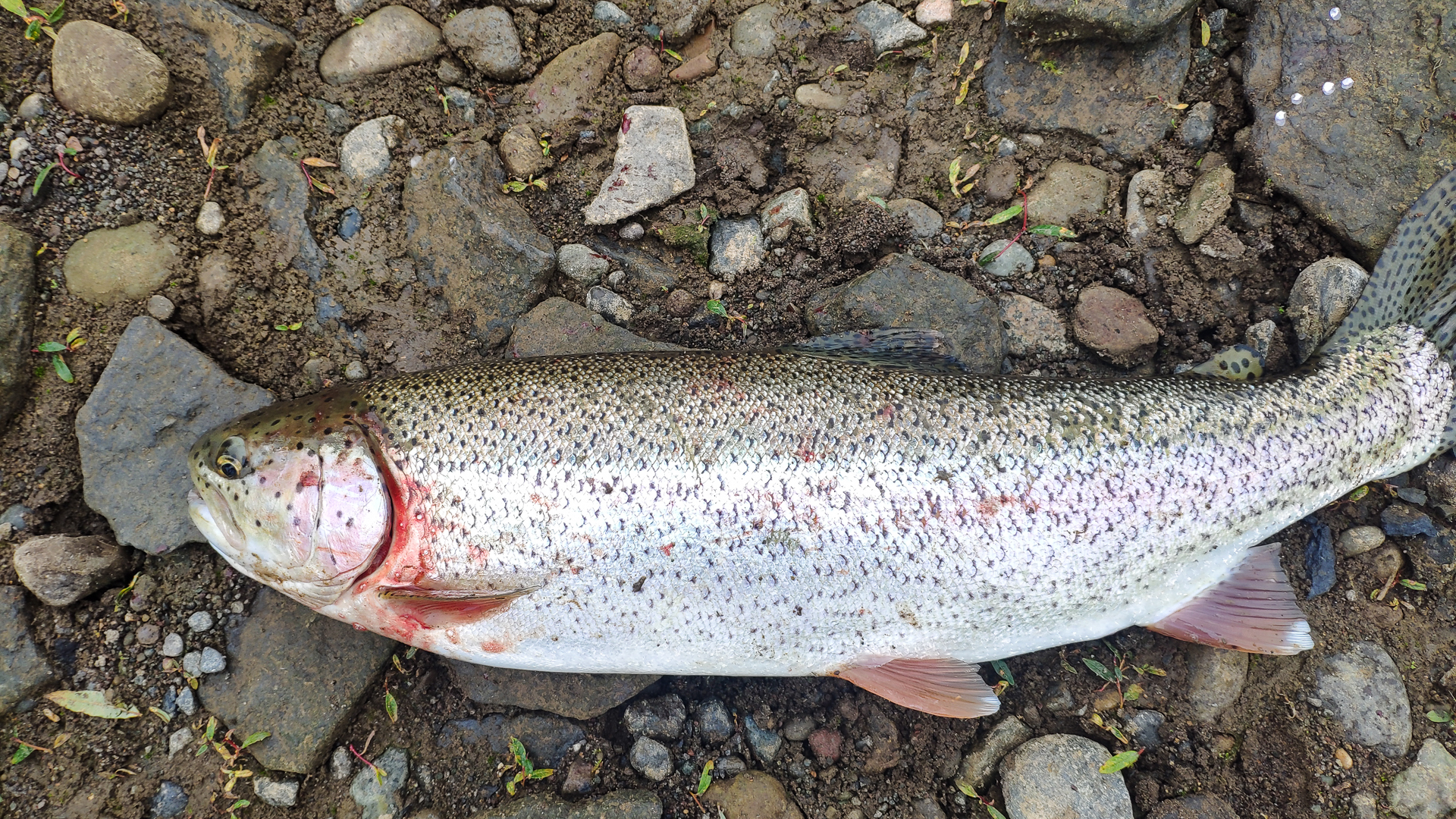 река Жупанова